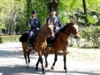 44-equitazione